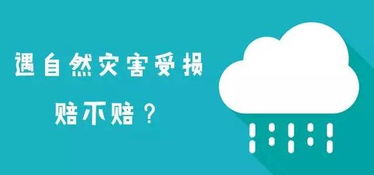 民宿老板三千网购小熊被索赔三万八，一场意外的熊市风波